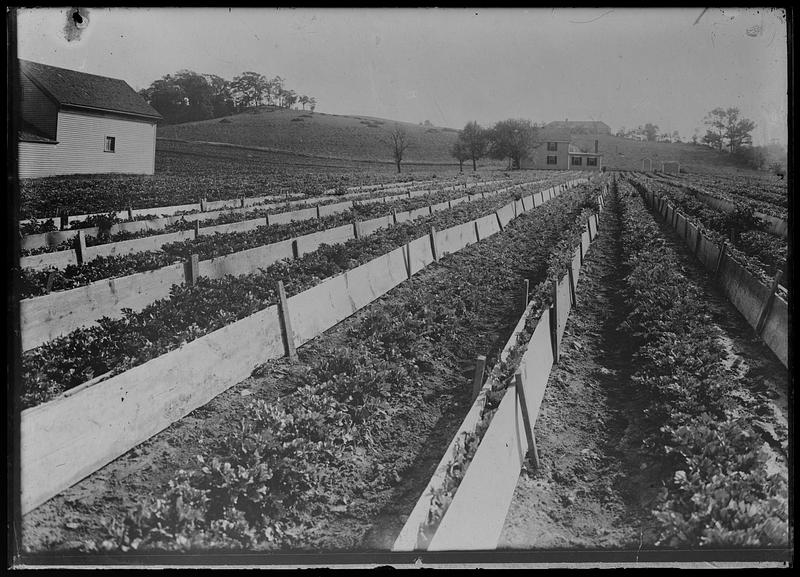 Celery blanching