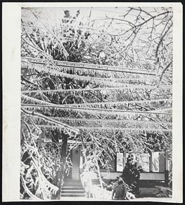 Pennsylvania Linemen Battle Storm-An employe of the Metropolitan Edison in Reading, Pa., is nearly obscured by ice covered trees and wires as he struggles to clear the lines near Reading, Pa. Fellow lineman looks on from the ground.