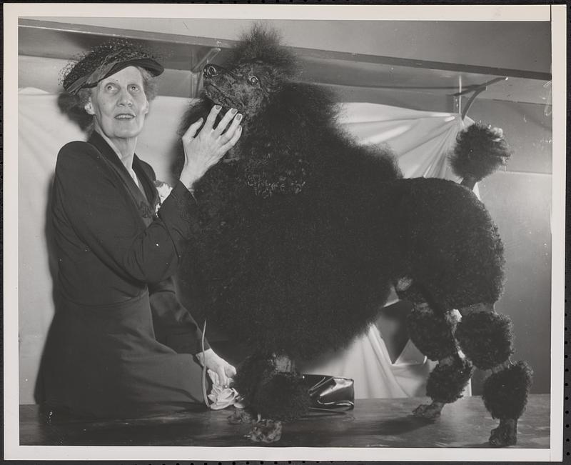 Boston dog best standard poodle