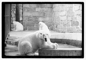 Bears at zoo