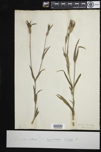 Agrostemma githago