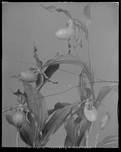 Cypripedium parviflorum pubescens