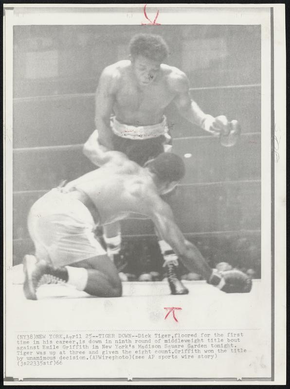 Tiger Down--Dick Tiger, floored for the first time in his career, is down in ninth round of middleweight title bout against Emile Griffith in New York's Madison Square Garden tonight. Tiger was up at three and given the eight count. Griffith won the title by unanimous decision.