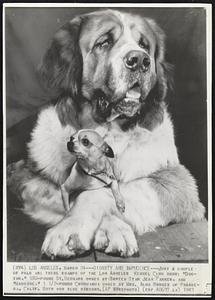 Dignity and Impudence-- Just a couple of pals are these champs of the Los Angeles Kennel Club Show: "Doctor," 180-pound St. Bernard owned by Screen Star Jean Parker, and "Maudine." 1 1/2- pound Chihuahua owned by Mrs. Alma Rhodes of Pasadena, Calif. Both won blue ribbons.