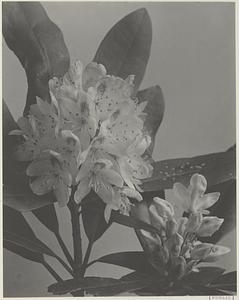 84. Rhododendron maximum, great laurel, rose bay