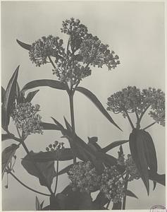 242. Asclepias incarnata, swamp milkweed