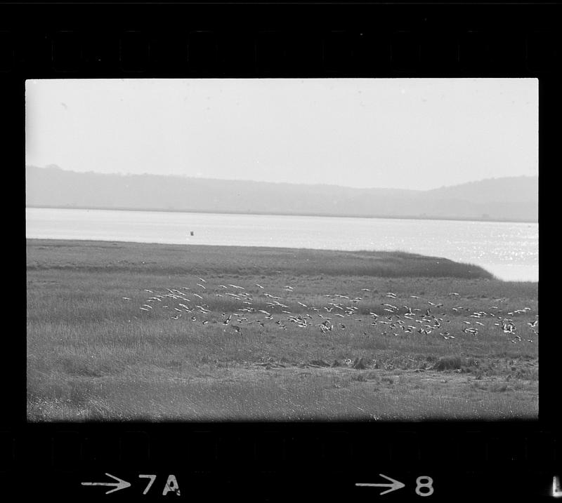 Plum Island refuge, beach, and dunes