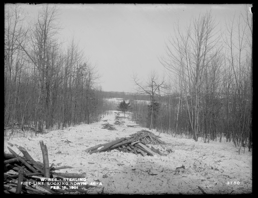 Wachusett Reservoir, looking north along the fire line 48A, Sterling, Mass., Feb. 15, 1901