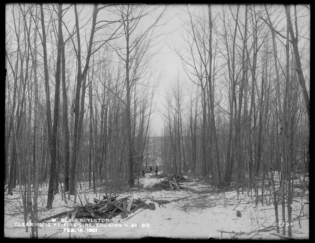 Wachusett Reservoir, clearing the 15-foot fire line 91BC, looking north, Boylston, Mass., Feb. 15, 1901