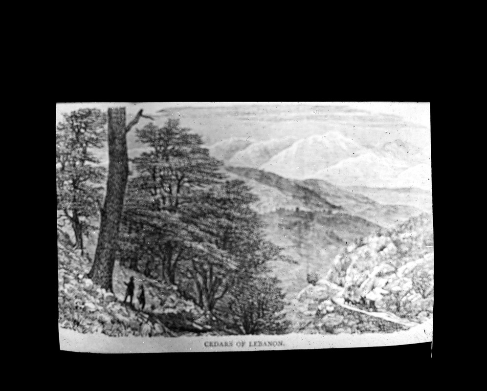 Cedars of Lebanon