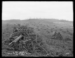Wachusett Reservoir, roots drying on Section 3, square 276, Boylston, Mass., Apr. 3, 1902