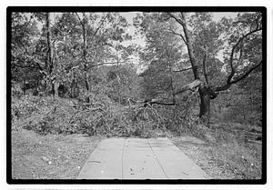 Damaged tree