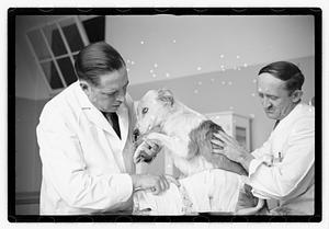 Dr. Dailey Angell Memorial Animal Hospital