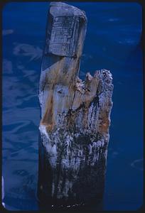 Wooden post in water