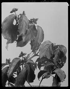 Cornus florida, fruit