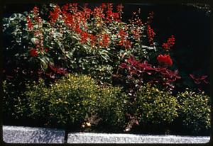 Shrubs and flowers