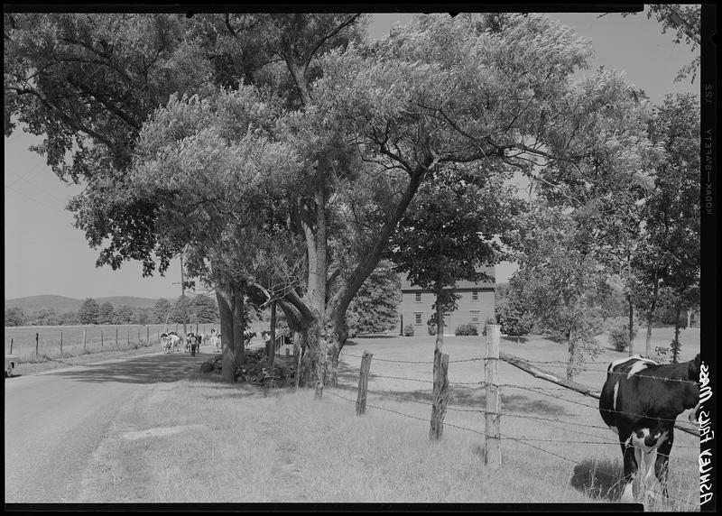 Cattle in rural scene, Ashley Falls