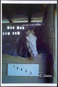 Trinity in stall-back barn