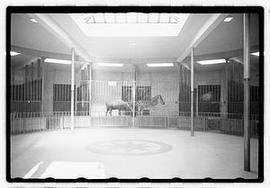 Animals in enclosures including a zebra