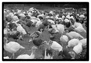 Turkey farm