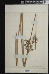 Juncus militaris