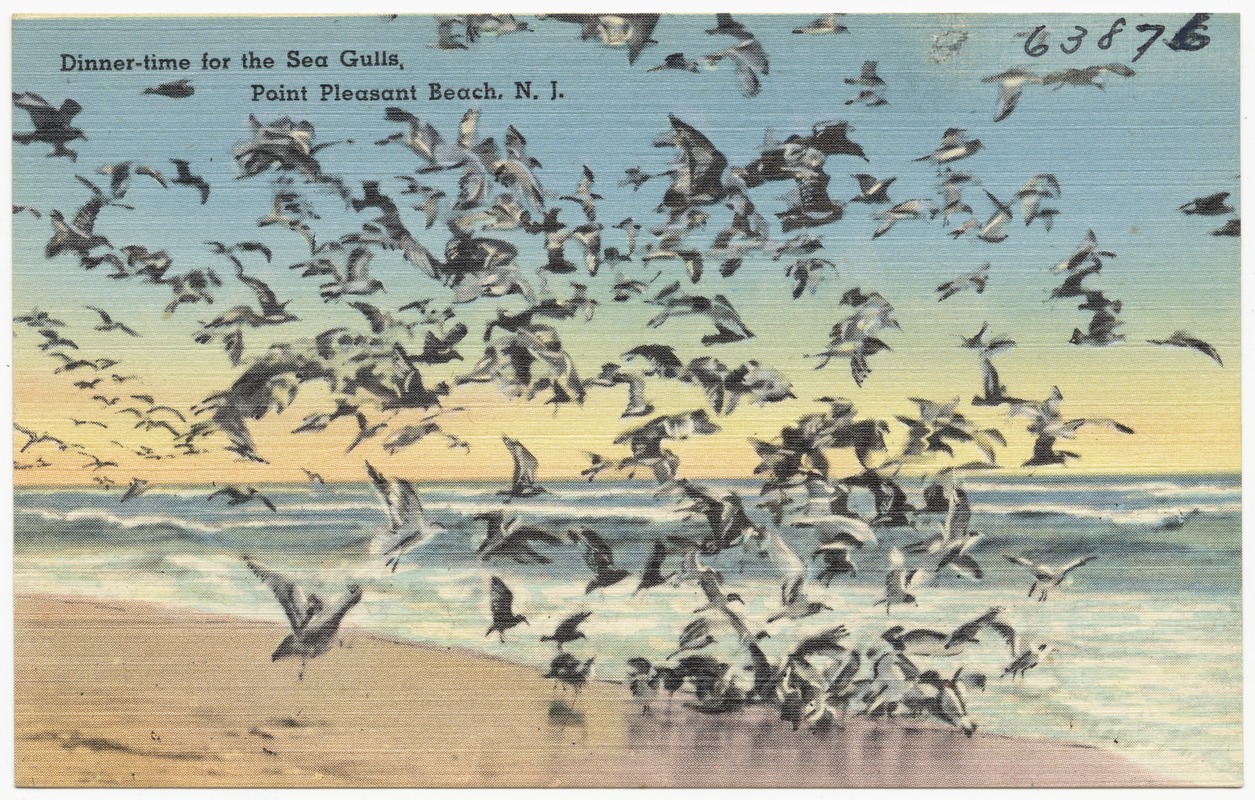 Dinner-time for the sea gulls, Point Pleasant Beach, N. J.