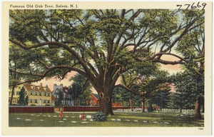 Famous old oak tree, Salem, N. J.