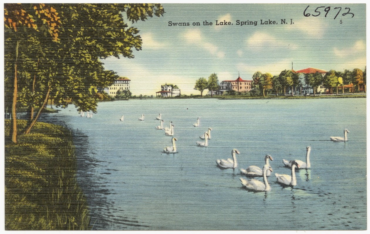 Swans on the lake, Spring Lake, N. J.