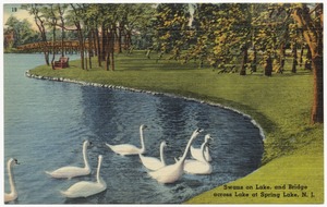 Swans on lake, and bridge across lake at Spring Lake, N. J.