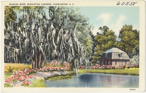 Spanish Moss, Middleton Gardens, Charleston, S. C.