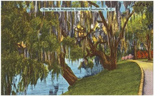 The walk in Magnolia Gardens, Charleston, S. C.