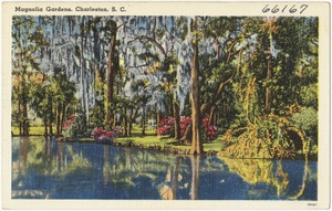 Magnolia Gardens, Charleston, S. C.