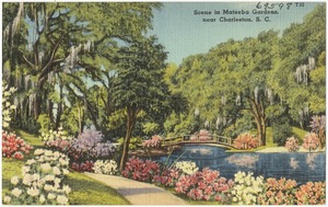 Scene in Mateeba Gardens, near Charleston, S. C.