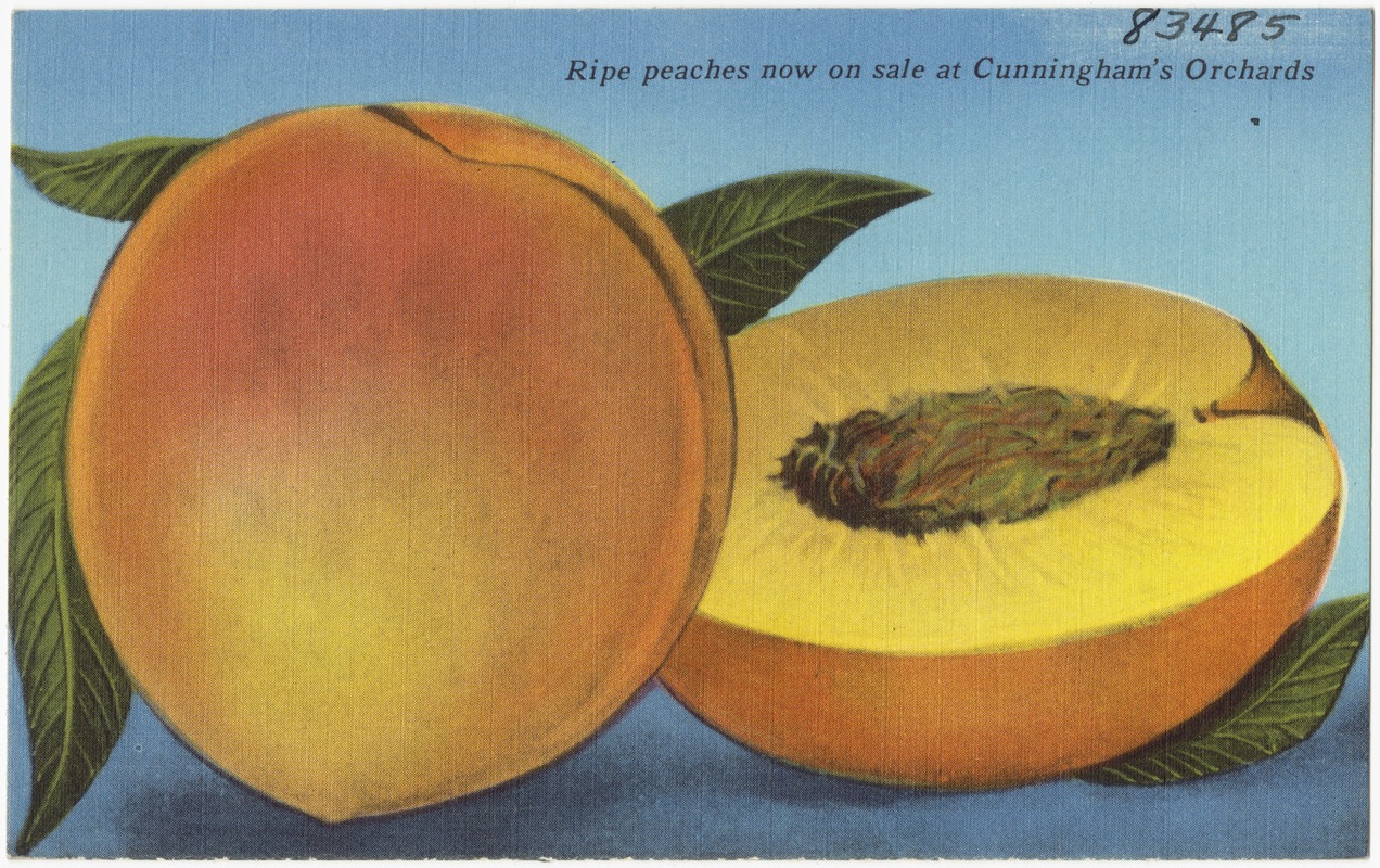 Ripe peaches now on sale at Cunningham's Orchards Digital Commonwealth