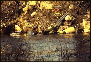 Mallard ducks and other birds make home in debris in Charles River, Waltham-from Farwell St. Bridge area