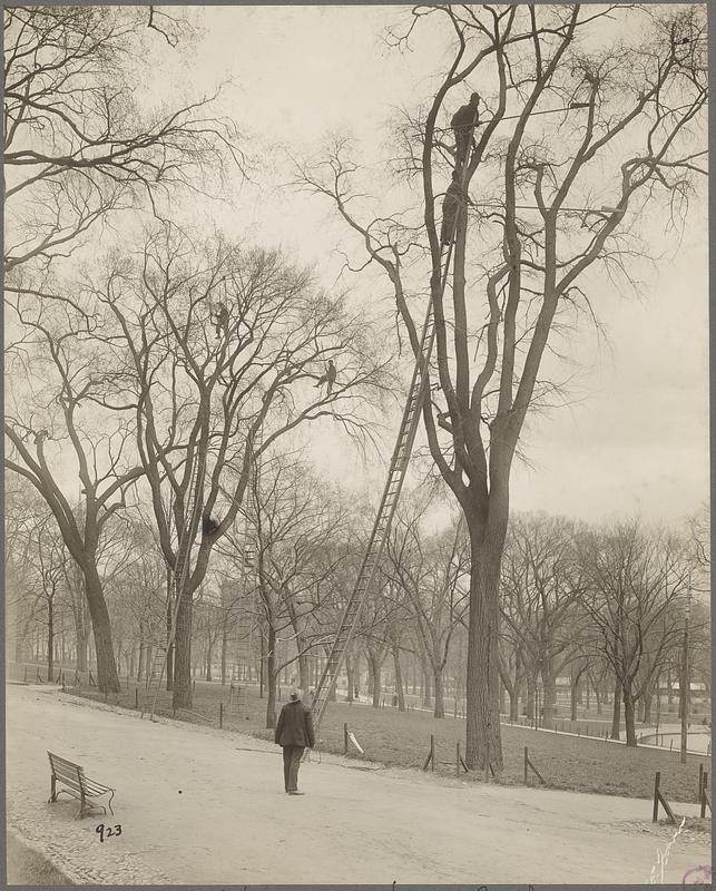 Cutting and trimming the trees, Boston Common, Boston Digital