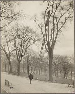 Cutting and trimming the trees, Boston Common, Boston