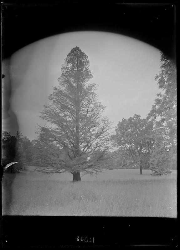 Taxodium distichum