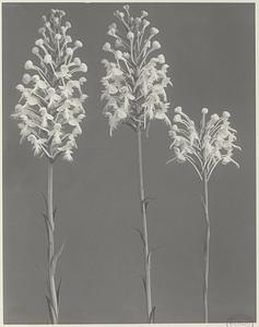 165. Habenaria blephariglottis, white-fringed orchis