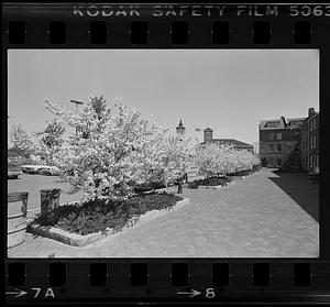 Flowering trees in bloom along sidewalk