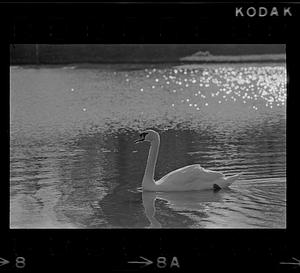 Swan swimming