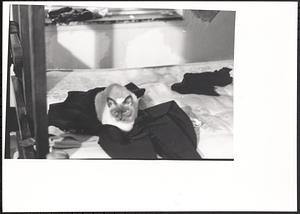 Cat on a bed