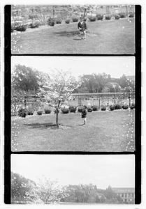 Unidentified boy standing next to a flowering tree, Boston
