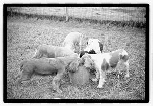 Idahurst Kennels