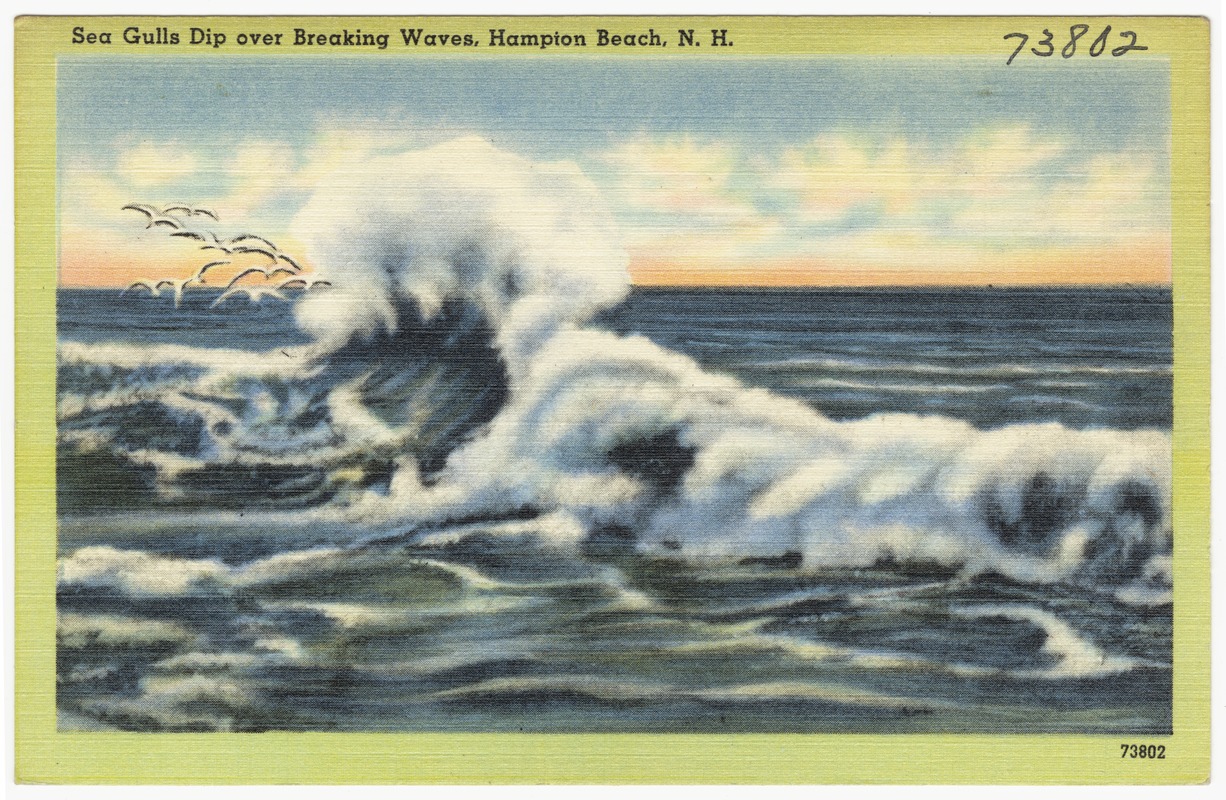 Sea Gulls dip over breaking waves, Hampton Beach, N.H. - Digital ...