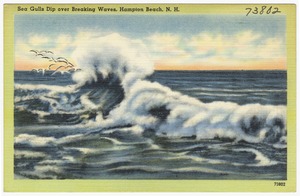 Sea Gulls dip over breaking waves, Hampton Beach, N.H.