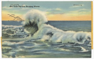 Sea Gulls dip over breaking waves