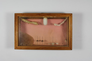 Display box containing insects and related items