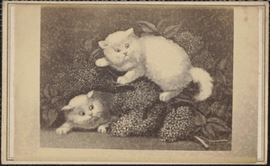Two white cats