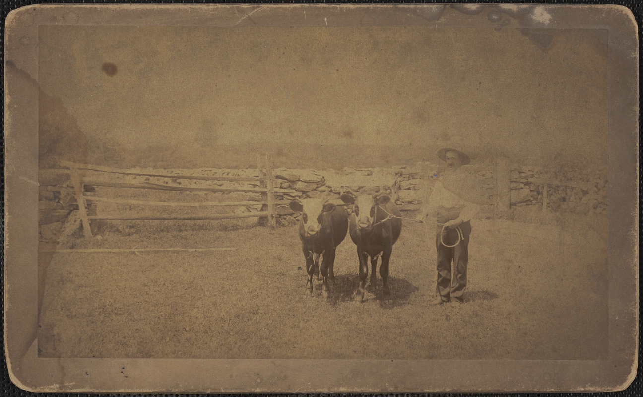 Arthur S. Tallman and his twin steers